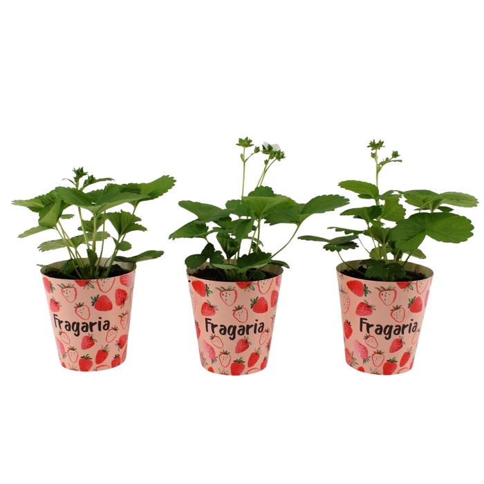 <h4>FRAG BELTRAN</h4>