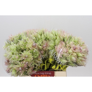 Blushing Bride 6/9 Flowers
