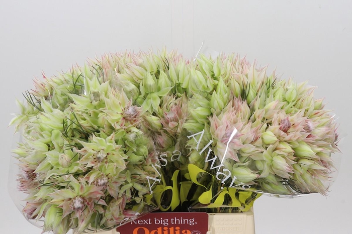 <h4>Blushing Bride 6/9 Flowers</h4>
