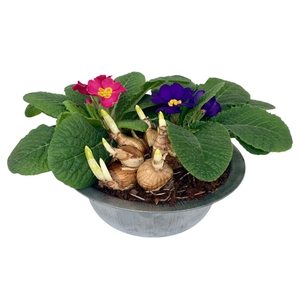 Primula zinken schaal tete 339