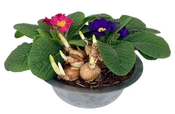 <h4>Primula zinken schaal tete 339</h4>