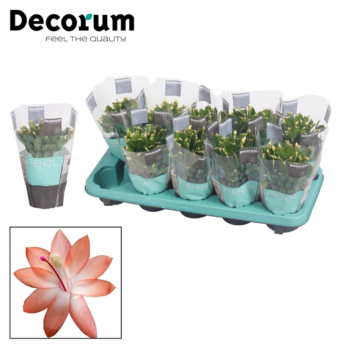 <h4>Schlumbergera - 10,5 cm - Orange (Christa) met hoes - Decorum</h4>