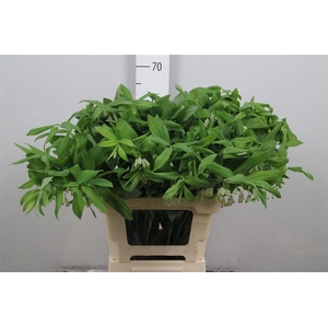 Polygonatum Multiflo