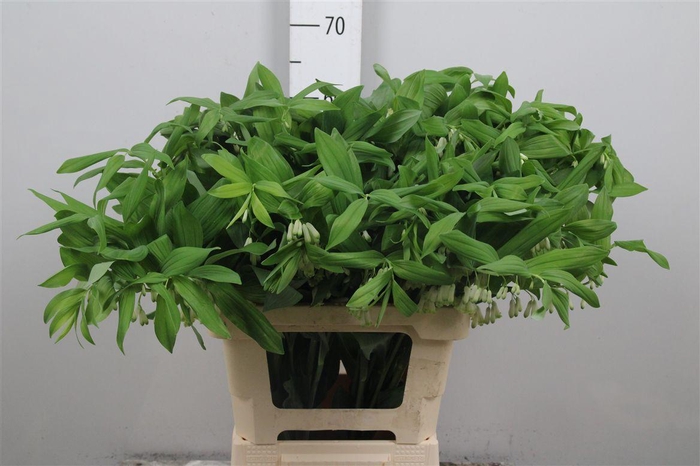 <h4>Polygonatum Multiflo</h4>