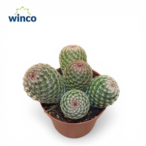 Mammillaria Matudae (group)