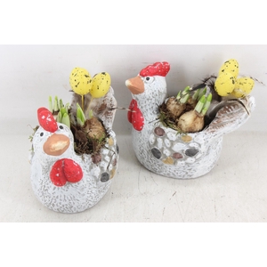 arr4 Narcis MB - Ker. kip 996/6