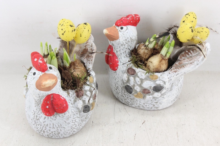 <h4>arr4 Narcis MB - Ker. kip 996/6</h4>