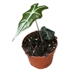 Alocasia