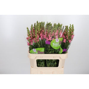 Antirrhinum W E Pink