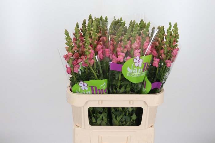 <h4>Antirrhinum W E Pink</h4>