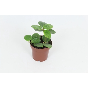 Hoya Christine 12 cm