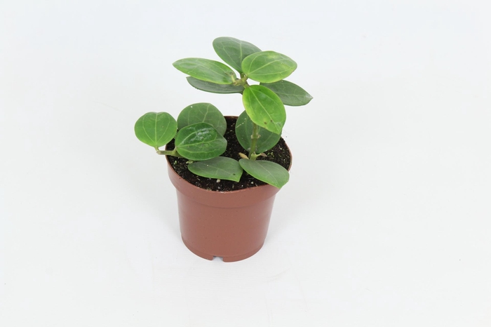 <h4>Hoya Christine 12 cm</h4>