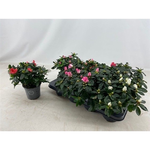 <h4>Azalea 13 cm mix zonder hoes</h4>