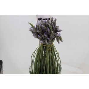 LAVANDULA CORTE