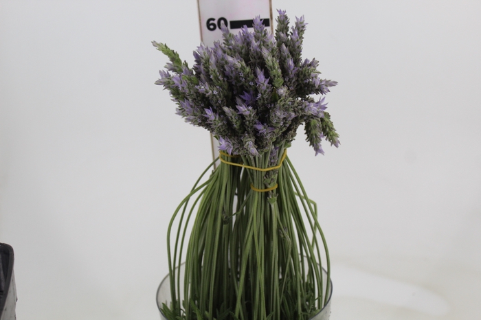 <h4>LAVANDULA CORTE</h4>