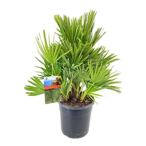 Chamaerops vulcano