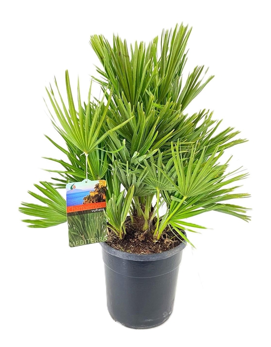 <h4>Chamaerops vulcano</h4>