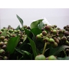 HEDERA IVY GREEN 300