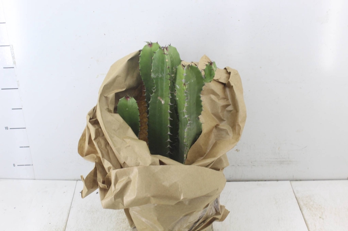 <h4>CACTUS EUPHORBIA MANDACARU P19</h4>