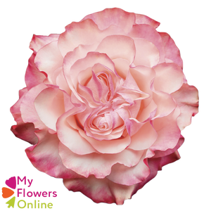 R Gr Country Candy Bicolor 50cm EC