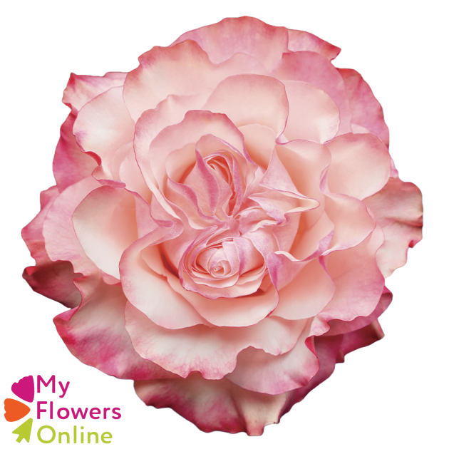 <h4>R Gr Country Candy Bicolor 50cm EC</h4>