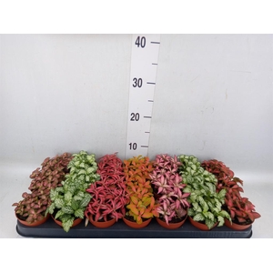 Fittonia   ...mix 7