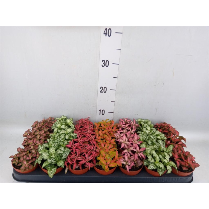 <h4>Fittonia   ...mix 7</h4>