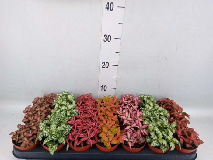 <h4>Fittonia   ...mix 7</h4>