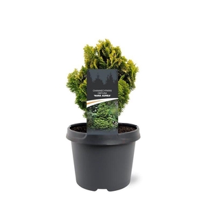 Chamaecyparis obtusa 'Nana Aurea'