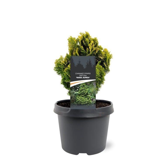 <h4>Chamaecyparis obtusa 'Nana Aurea'</h4>