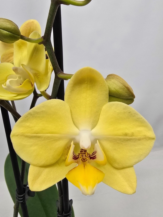 <h4>Limited 62 week 18</h4>