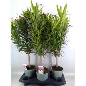 Nerium oleander   ...