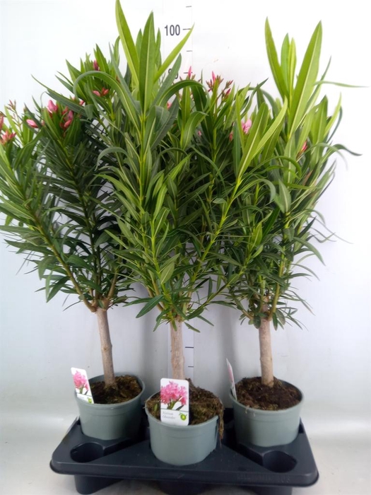 <h4>Nerium oleander   ...</h4>