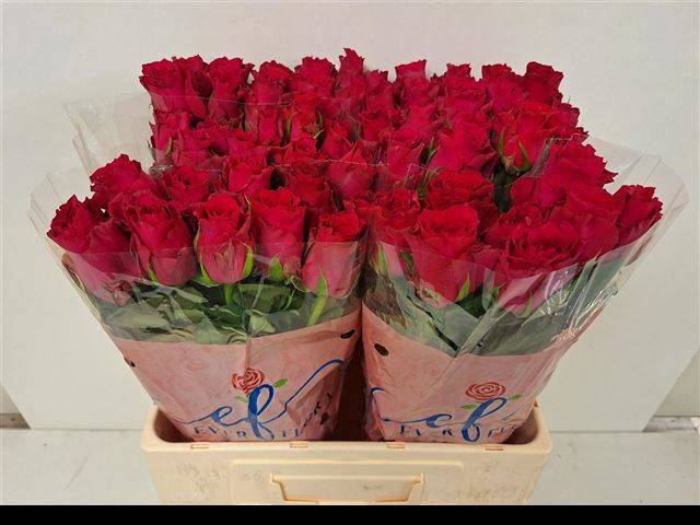 <h4>R GR PINK RHODOS</h4>