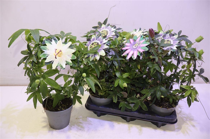 <h4>Pass Caerulea</h4>