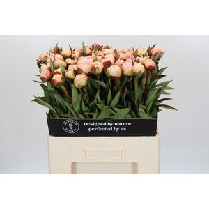 Paeonia Florence Nicholls