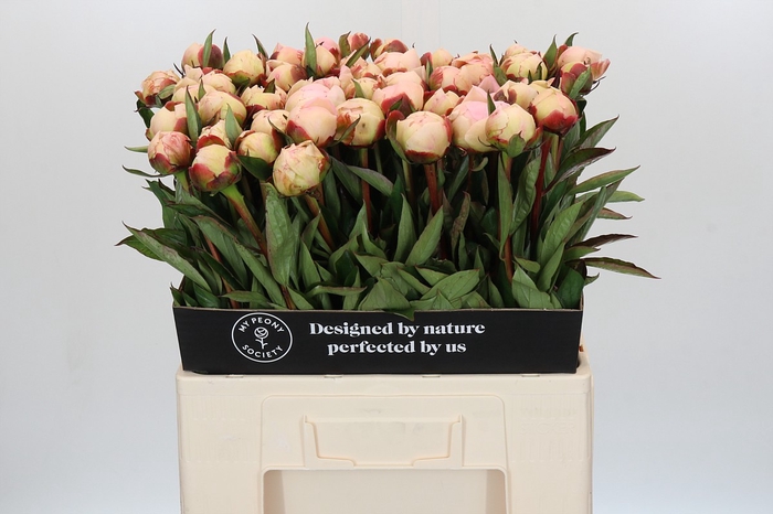 Paeonia Florence Nicholls