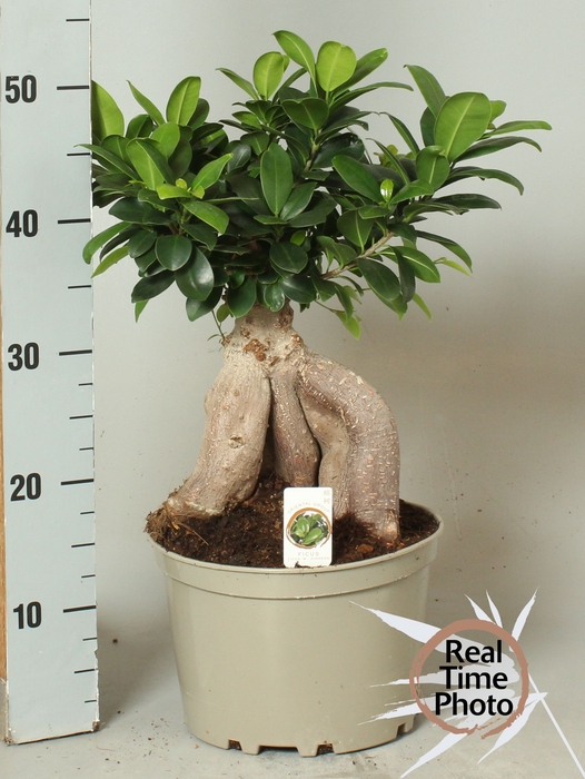 <h4>FIC MI GINSENG</h4>