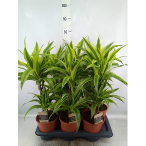 Dracaena fr de 'LemonLime'