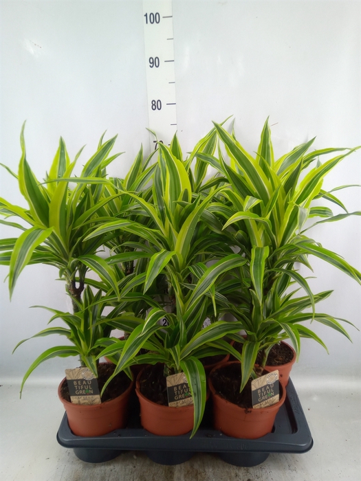 Dracaena fr de 'LemonLime'