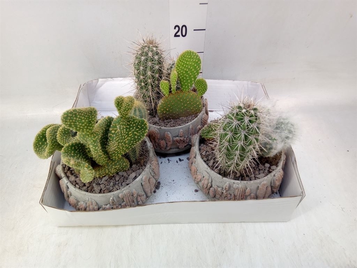 <h4>Cactus   ...</h4>