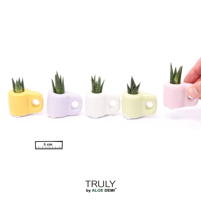 <h4>TRULY Succulent, Mug Color Mini</h4>