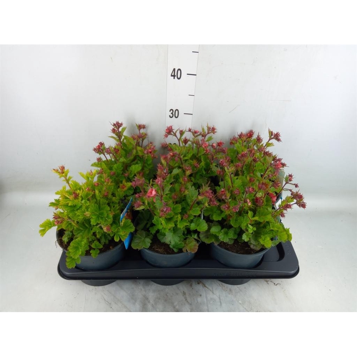 <h4>Geum rivale</h4>