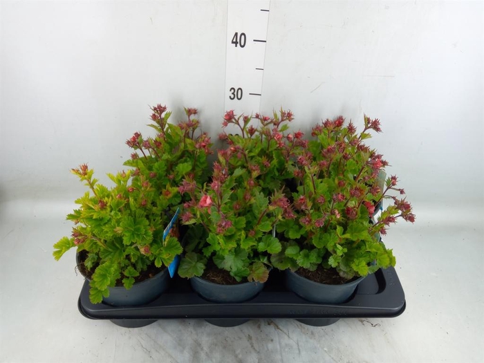 <h4>Geum rivale</h4>