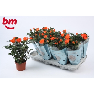 Rosa Orange Jewel Beau Monde