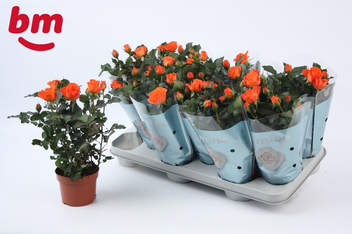 <h4>Rosa Orange Jewel Beau Monde</h4>