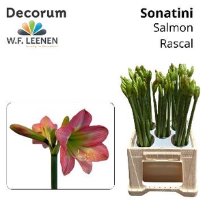 Sonatini Salmon Rascal 865 Water