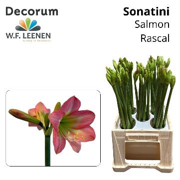 <h4>Sonatini Salmon Rascal S Box</h4>
