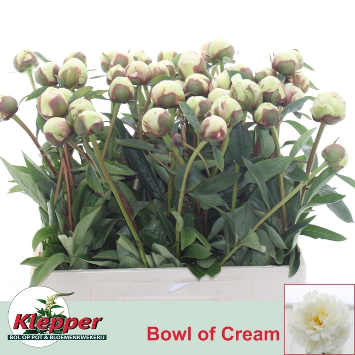 <h4>PAEO L BOWL OF CREAM</h4>