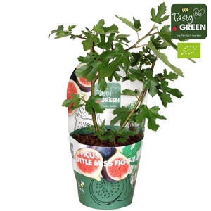 Ficus carica 'Little Miss Figgy' Bio P14 potcover